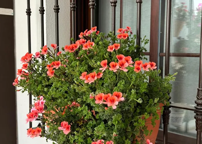Апартаменти Flores De Mayo En Centro