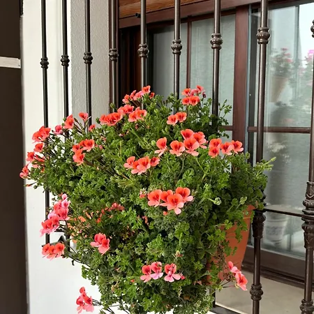 Διαμέρισμα Flores De Mayo En Centro